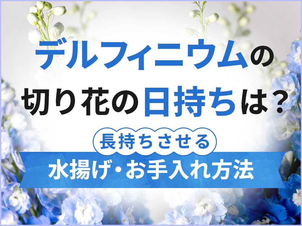デルフィニウムの切り花は日持ちはどれくらい？長持ちさせるための水揚げ・お手入れ方法