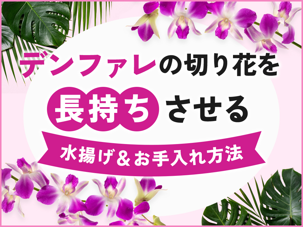 デンファレの切り花を長持ちさせるには？選び方や水揚げ・お手入れ方法を解説