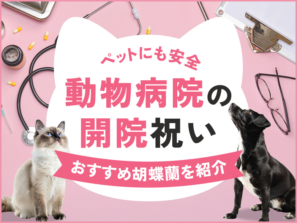 動物病院の開院祝いに贈るおすすめ胡蝶蘭！ペットにも安全なギフトの選び方