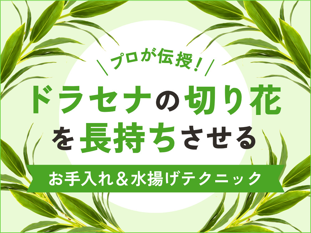 プロが伝授！ドラセナの切り花を長持ちさせるお手入れ＆水揚げテクニック