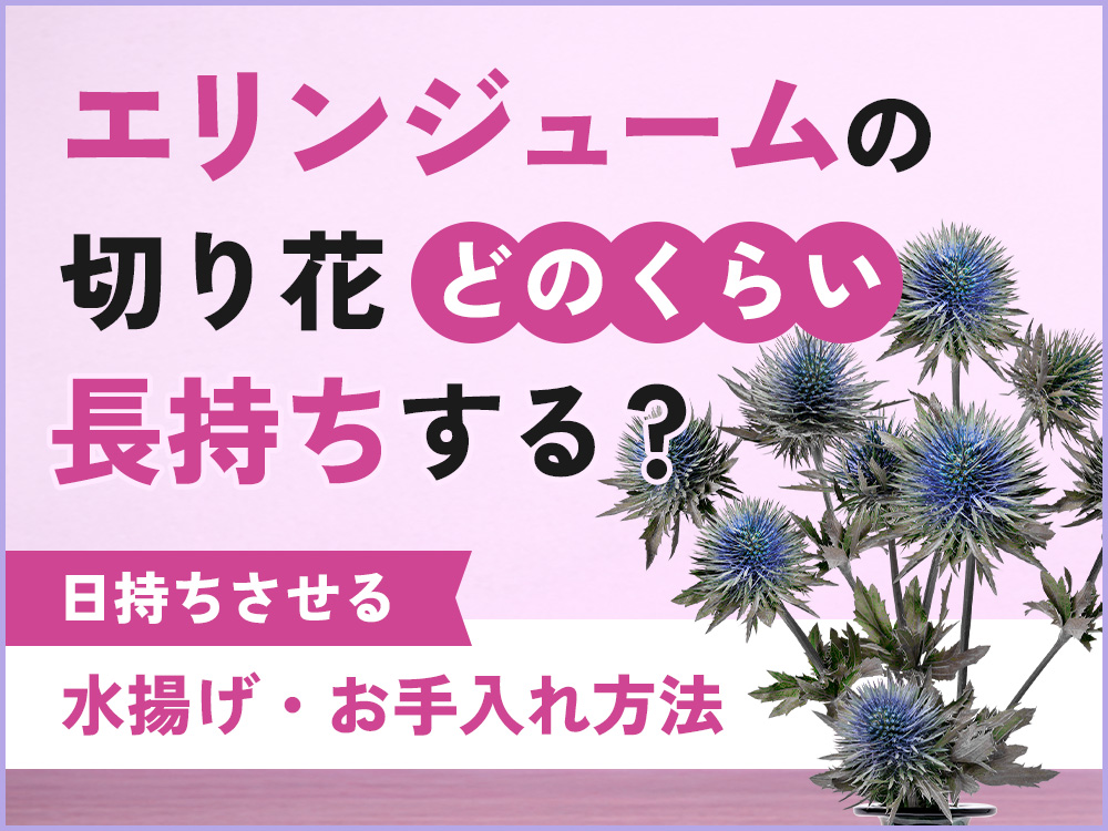 エリンジュームの切り花を長持ちさせる方法とは？水揚げやお手入れ方法