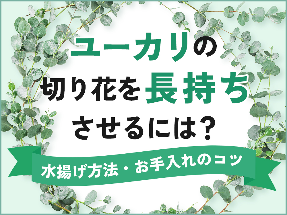 ユーカリの切り花はどのくらい長持ちする？基本的な水揚げ方法やお手入れ方法