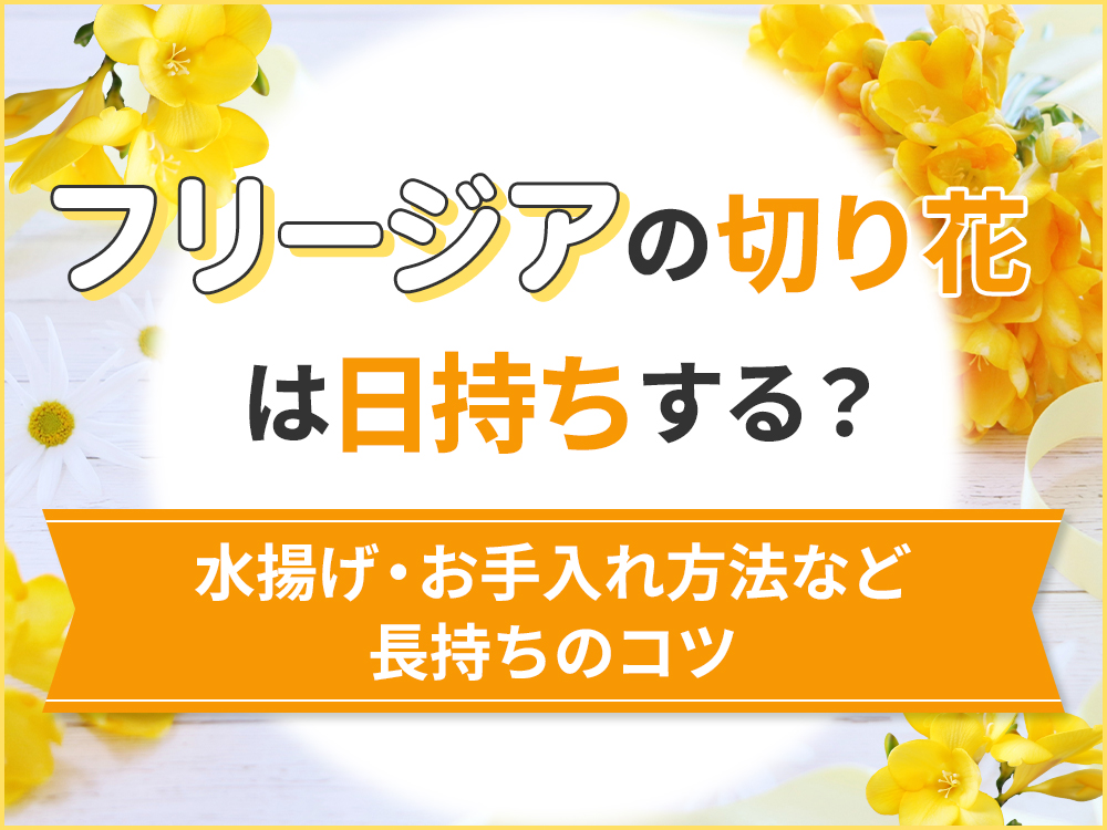 フリージアの切り花は日持ちする？長持ちさせるための水揚げ・お手入れ方法