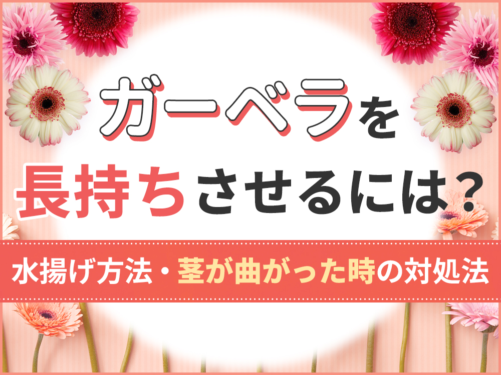 ガーベラを長持ちさせるコツ！水揚げ方法やしおれた際の対処法