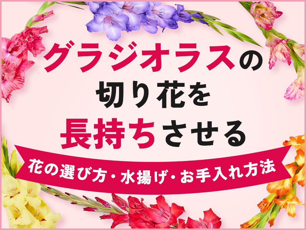 グラジオラスの切り花を長持ちさせるには？選び方や水揚げ、お手入れ方法をご紹介