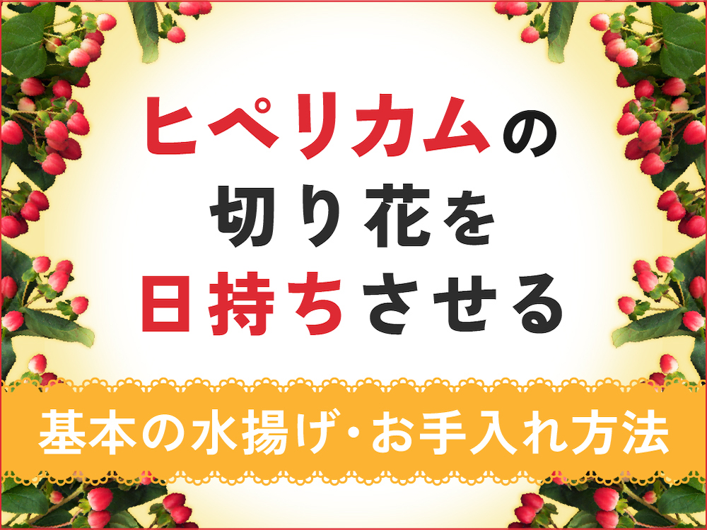 ヒペリカムの切り花の日持ちは？長持ちさせる水揚げ・お手入れ方法をご紹介