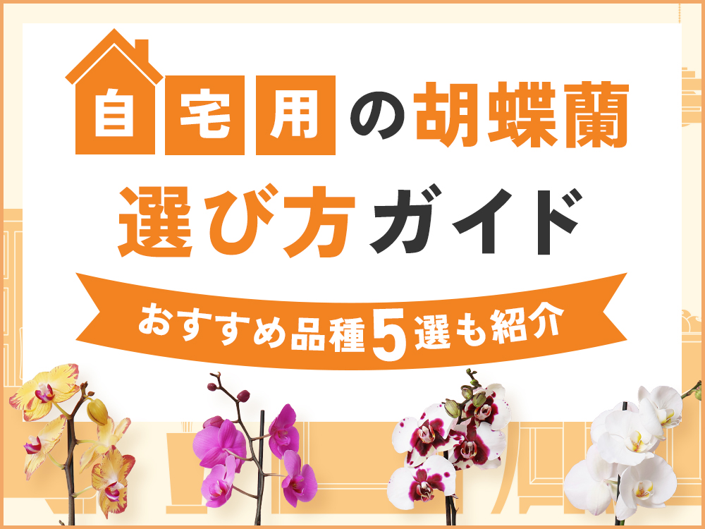 自宅用の胡蝶蘭はミディ・ミニが最適！花選び、おすすめ品種5選まで徹底解説