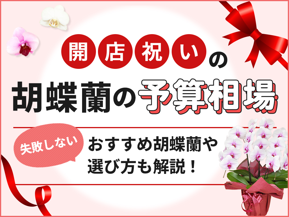 開店祝いの胡蝶蘭、予算の目安は？相場から選び方まで徹底解説