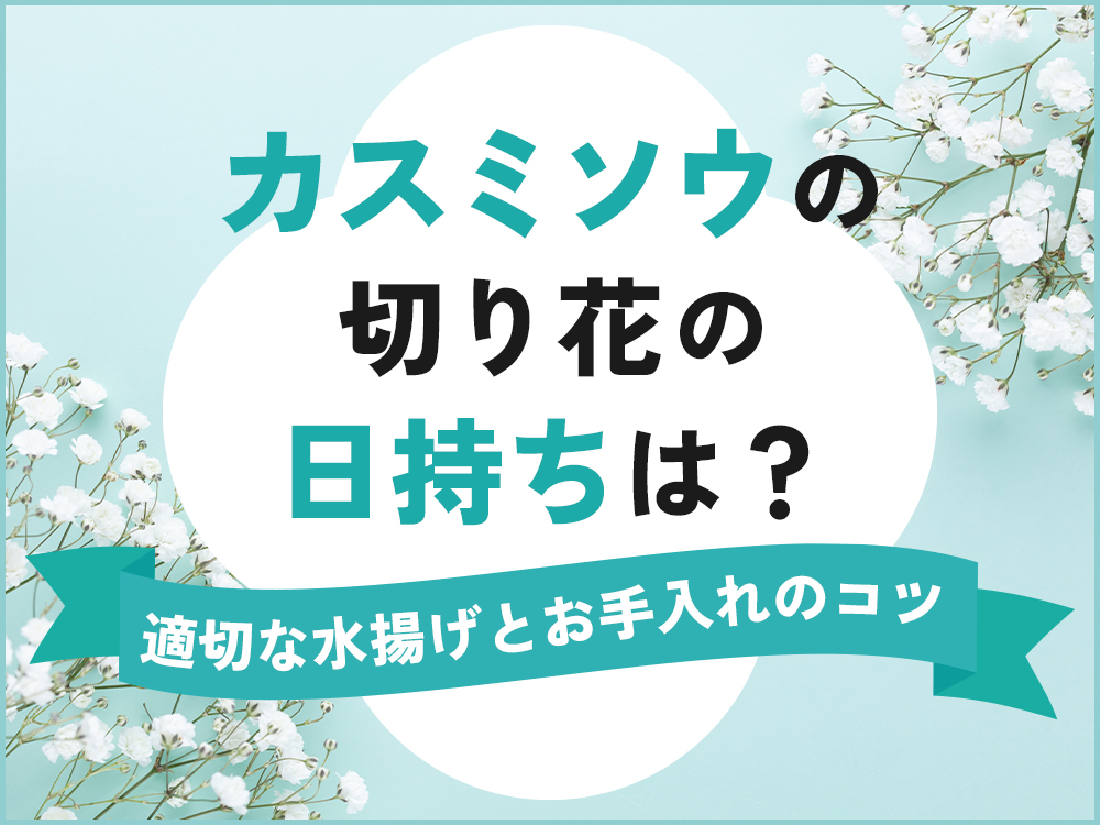 カスミソウの切り花はどのくらい日持ちする？長持ちさせる水揚げ・お手入れ方法