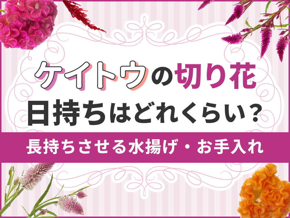 ケイトウの切り花の日持ちを解説！長く楽しむための水揚げ・お手入れのポイントまとめ