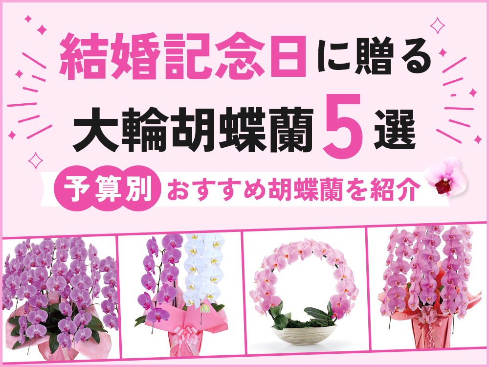 【結婚記念日】ピンクの大輪胡蝶蘭おすすめ5選！予算別にご紹介