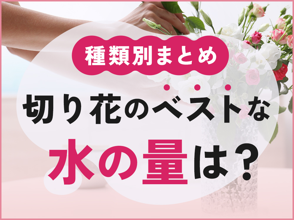 切り花のベストな水の量ってどれくらい？花の種類別に解説！