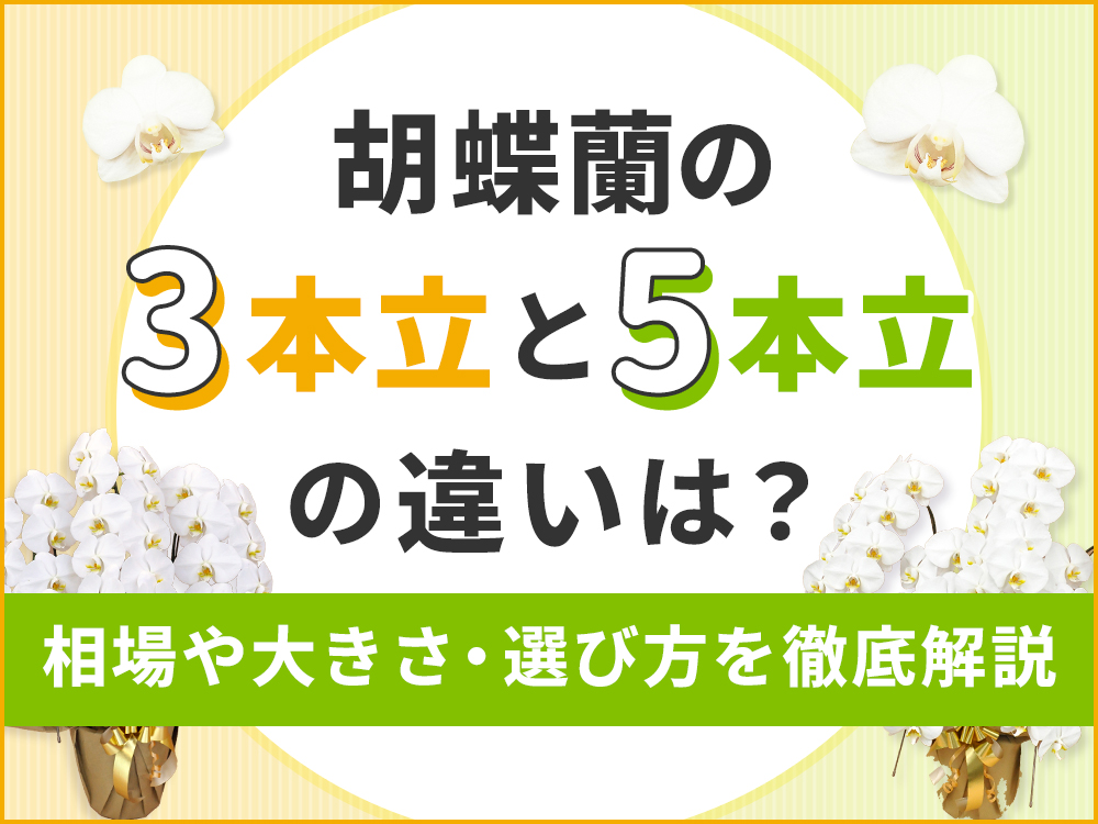 胡蝶蘭3本立ちと5本立ち、どっちを選ぶ？失敗しない選び方と贈り方