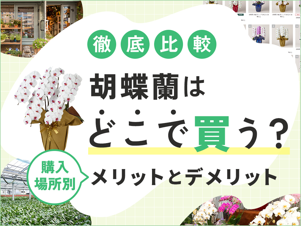 胡蝶蘭はどこで買うのが正解？購入場所別メリット&デメリット徹底比較