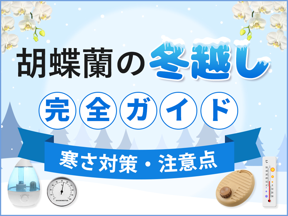 【保存版】胡蝶蘭の冬越し完全ガイド！プロが教える5つの管理ポイント