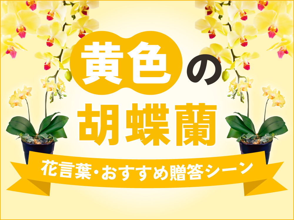 黄色い胡蝶蘭を贈る意味とは？花言葉やおすすめシーン・価格相場まで徹底解説
