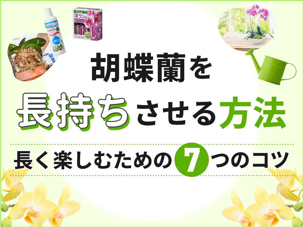【保存版】胡蝶蘭を長く楽しむ7つのコツ｜初心者でも簡単な育て方