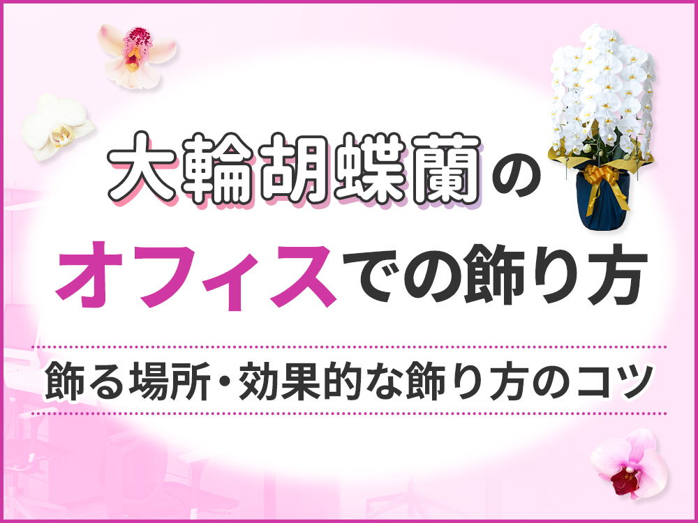 大輪胡蝶蘭はオフィスのどこに飾るべき？効果的な飾り方の秘訣