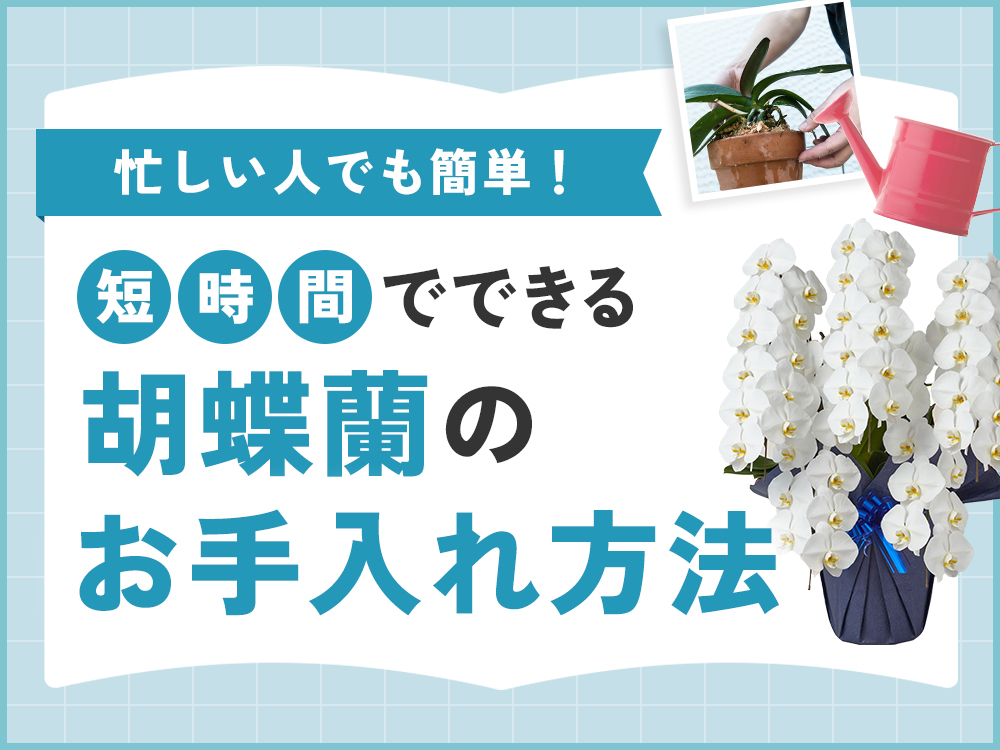 【初心者必見】忙しい人も簡単！短時間でできる胡蝶蘭のお手入れ方法