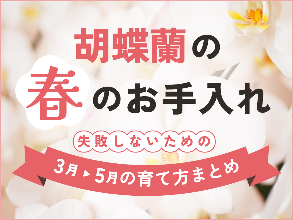 春の胡蝶蘭の育て方まとめ【初心者向け】管理ポイント・気を付けること