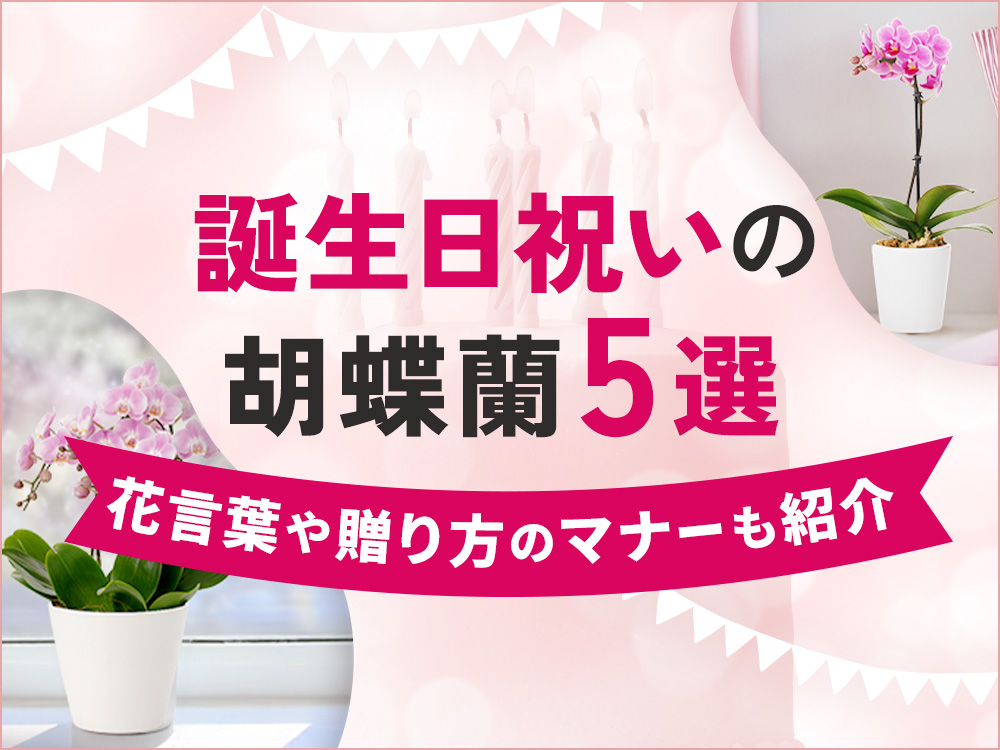 誕生日祝いに贈る胡蝶蘭5選！贈り方や予算別の人気商品も紹介