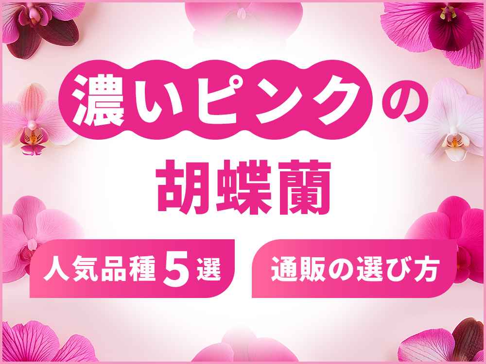 濃いピンク色の人気胡蝶蘭5選！失敗しない通販の選び方も紹介