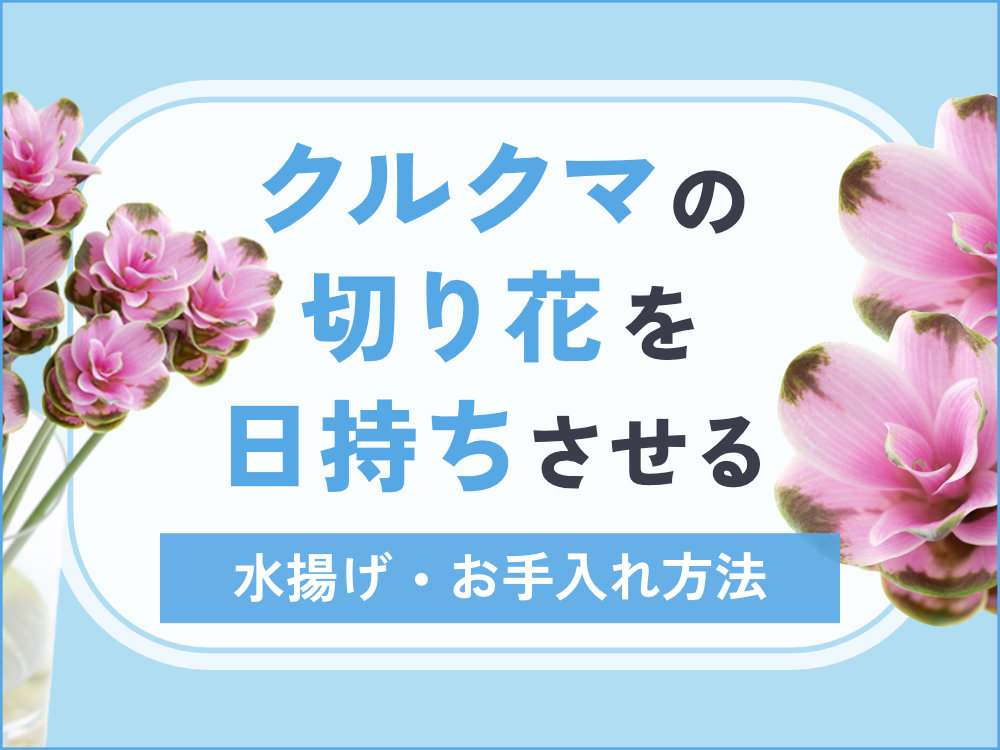 クルクマの切り花は乾燥が大敵！日持ちさせるためのお手入れ方法
