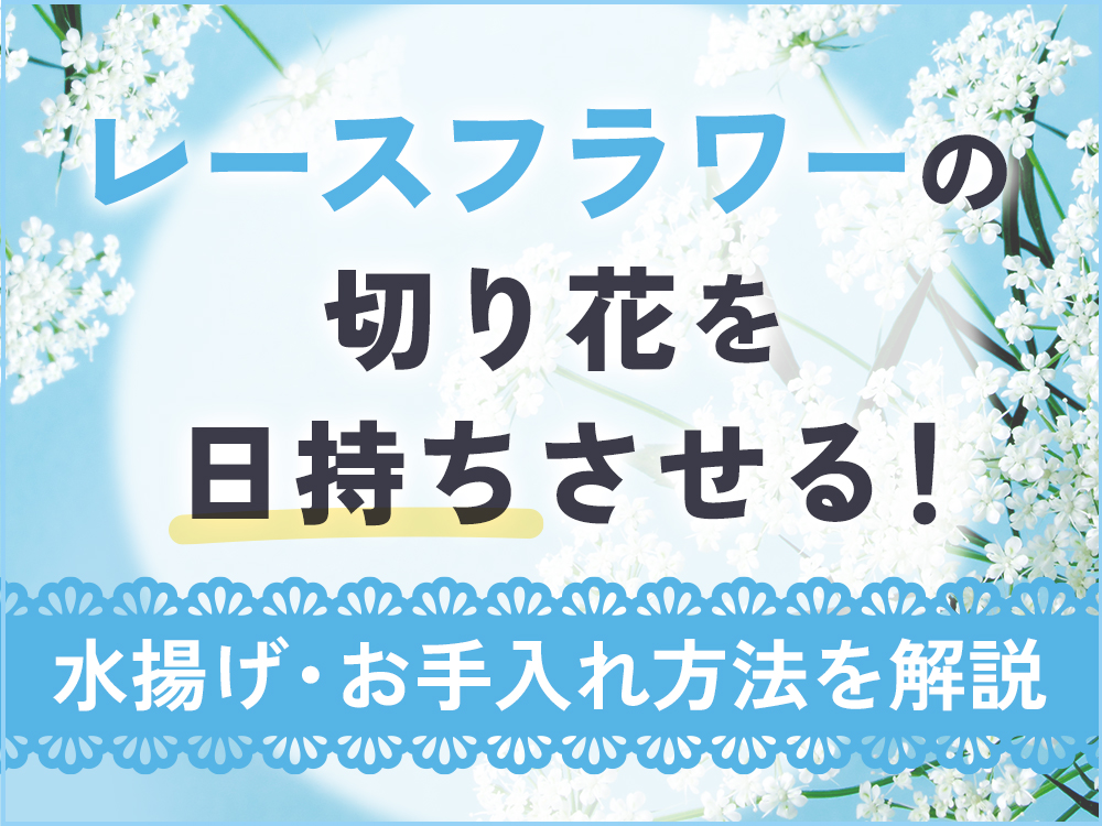 レースフラワーの切り花の日持ちは？長持ちさせるための水揚げ・お手入れ方法