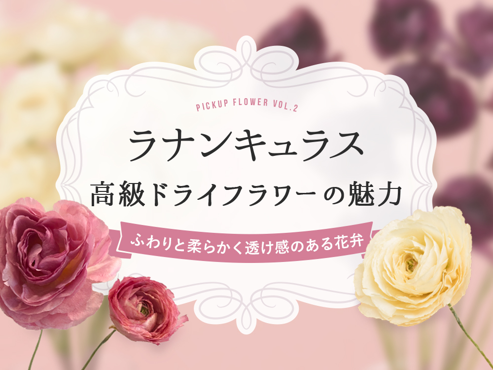 「ラナンキュラス」の高級ドライフラワー販売開始！