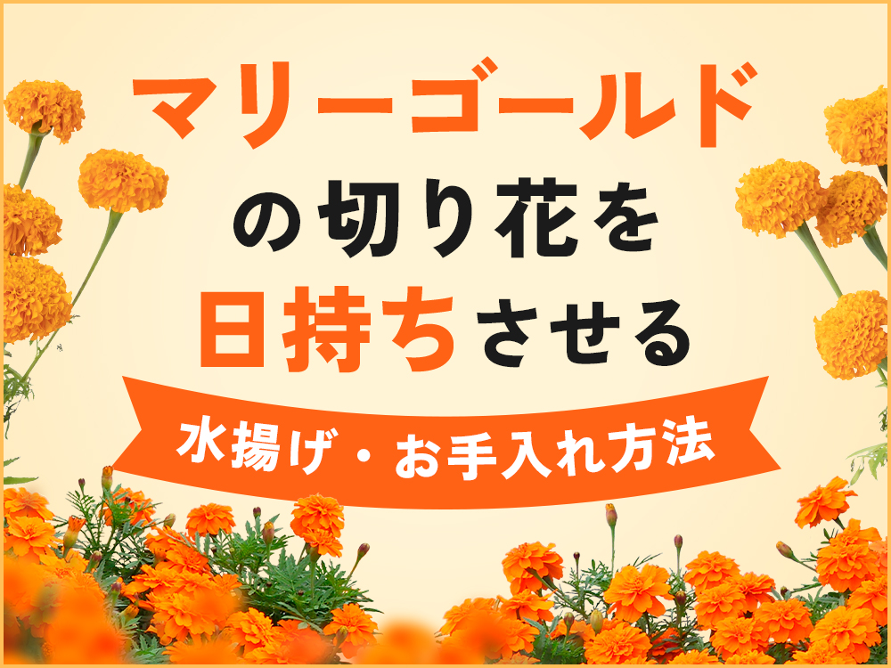 マリーゴールドの切り花を日持ちさせる5つの方法！枯れる原因と対処法を解説