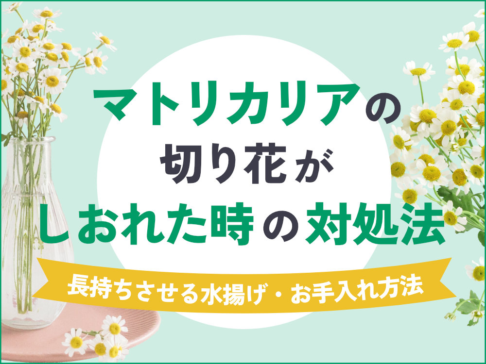 マトリカリアの切り花がしおれる原因と復活方法｜長持ちさせるための水揚げ方法も紹介