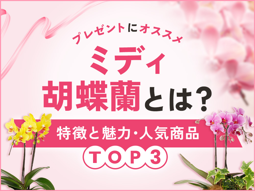 ミディ胡蝶蘭とは？大輪との違いやギフトに人気の理由を解説！