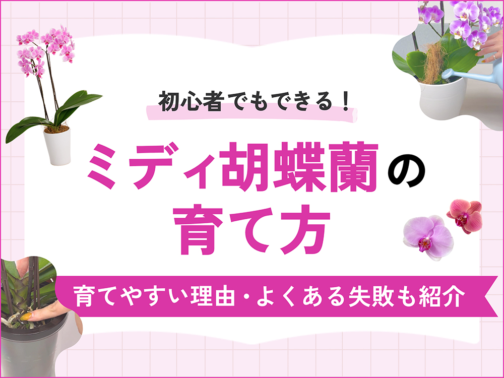 ミディ胡蝶蘭が育てやすい3つの理由｜初心者でも簡単な育て方を解説