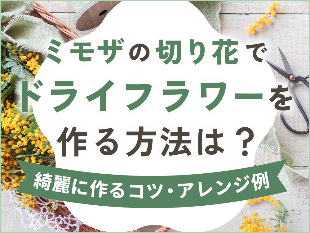 ミモザの切り花を使ったドライフラワーの作り方！注意点やコツ、おしゃれなアレンジ法
