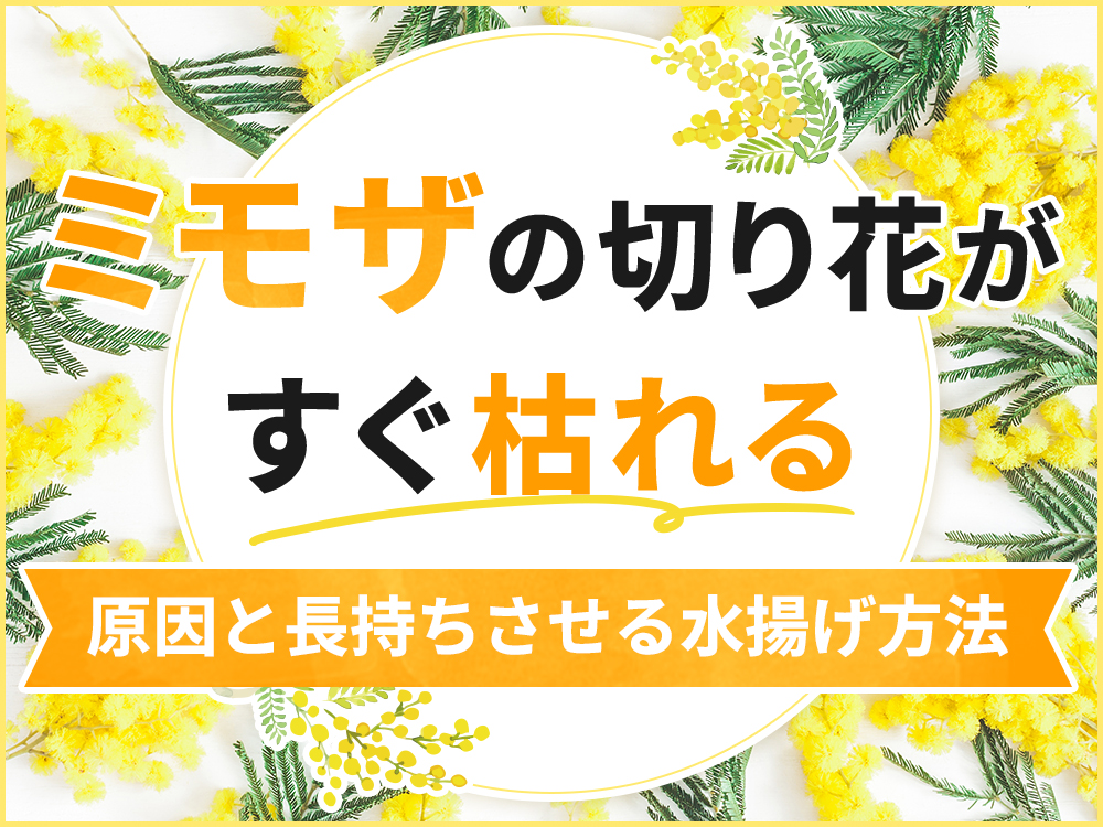 ミモザの切り花がすぐ枯れる原因は？長持ちさせる水揚げ・管理方法を解説