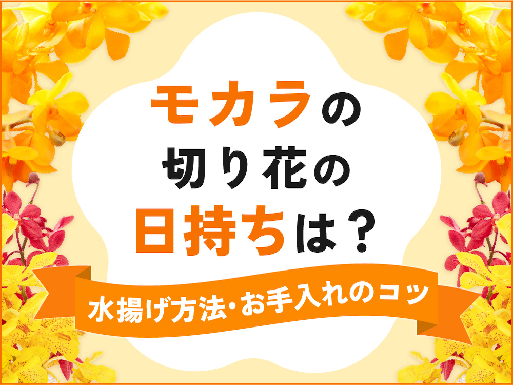 モカラの切り花はどのくらい日持ちする？長持ちさせる水揚げ・お手入れ方法