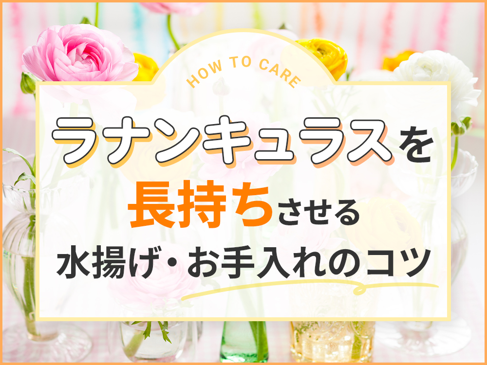 ラナンキュラスを長持ちさせる方法は？水揚げ・お手入れのポイントを解説！