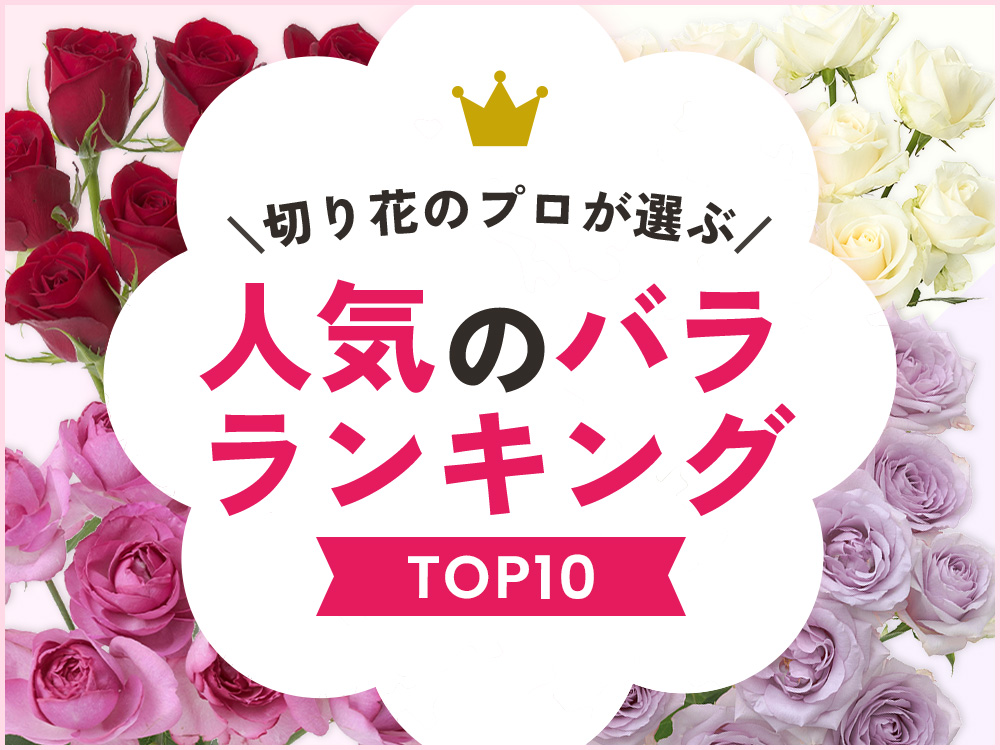 バラの人気ランキングTOP10【2025年版】プロが選ぶ切り花のおすすめ品種