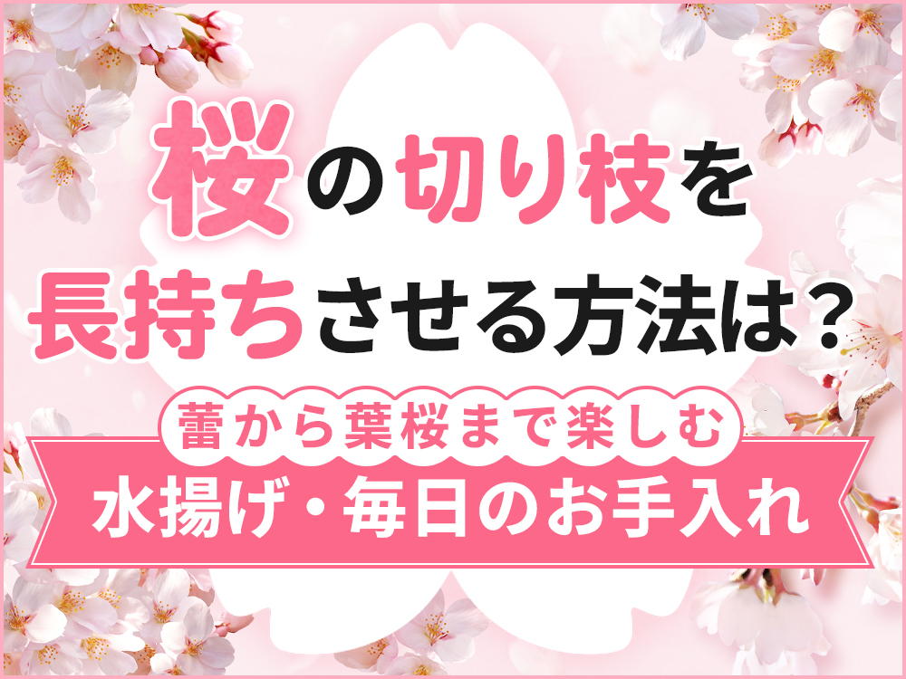 桜の切り枝はどのくらい持つ？長持ちさせる方法と花が終わった後の楽しみ方