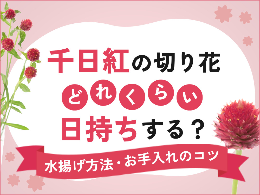 千日紅の切り花はどれくらい日持ちする？水揚げ方法・お手入れのコツ