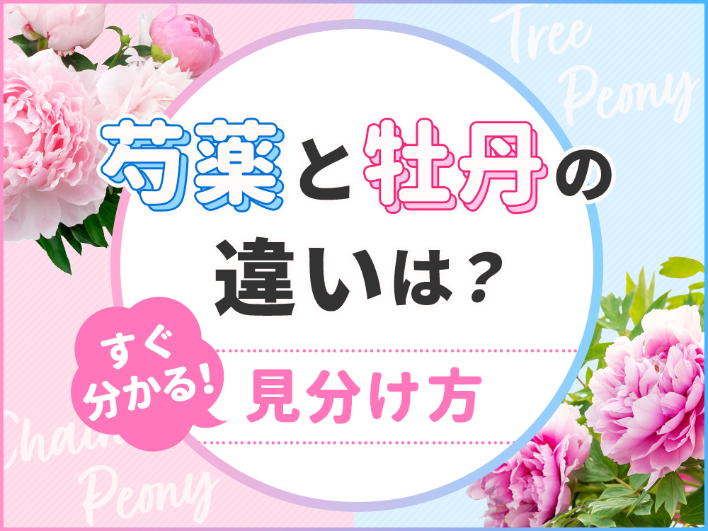 芍薬と牡丹の違いは？簡単に見分ける方法を徹底解説