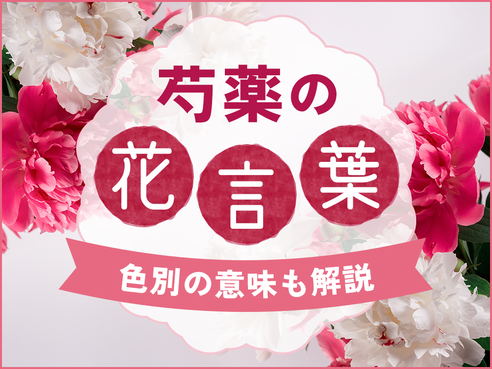 芍薬の花言葉は？色別の意味・おすすめのプレゼントシーンもご紹介