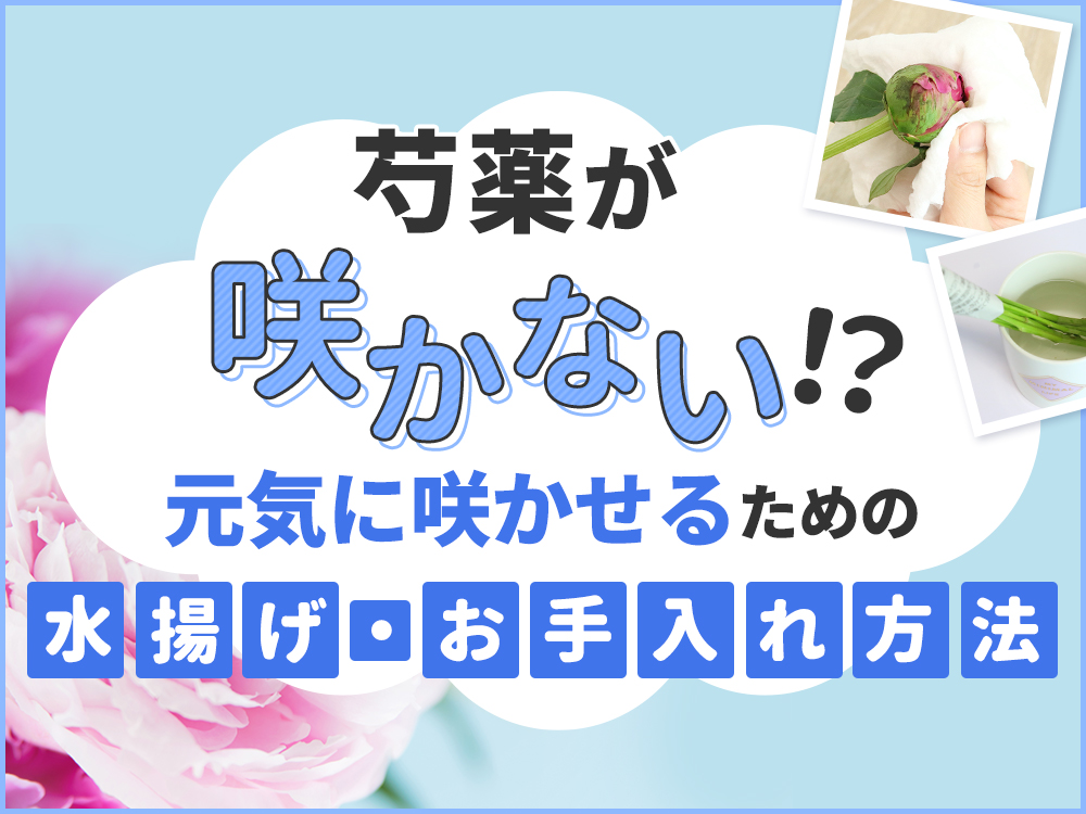 芍薬が咲かない？蕾を咲かせる方法を徹底解説
