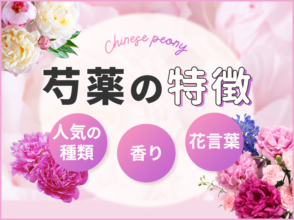 芍薬の特徴を徹底解説！購入時の注意点や人気品種も紹介