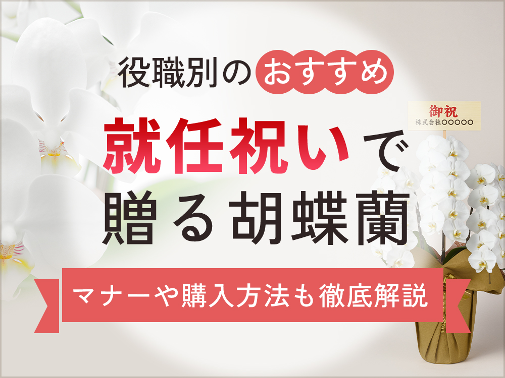 就任祝いの胡蝶蘭、何を選べばいい？役職別おすすめと相場やマナー解説