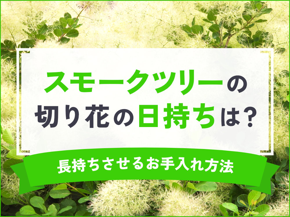 スモークツリーの切り花はどのぐらい日持ちする？長く楽しむためのお手入れ方法