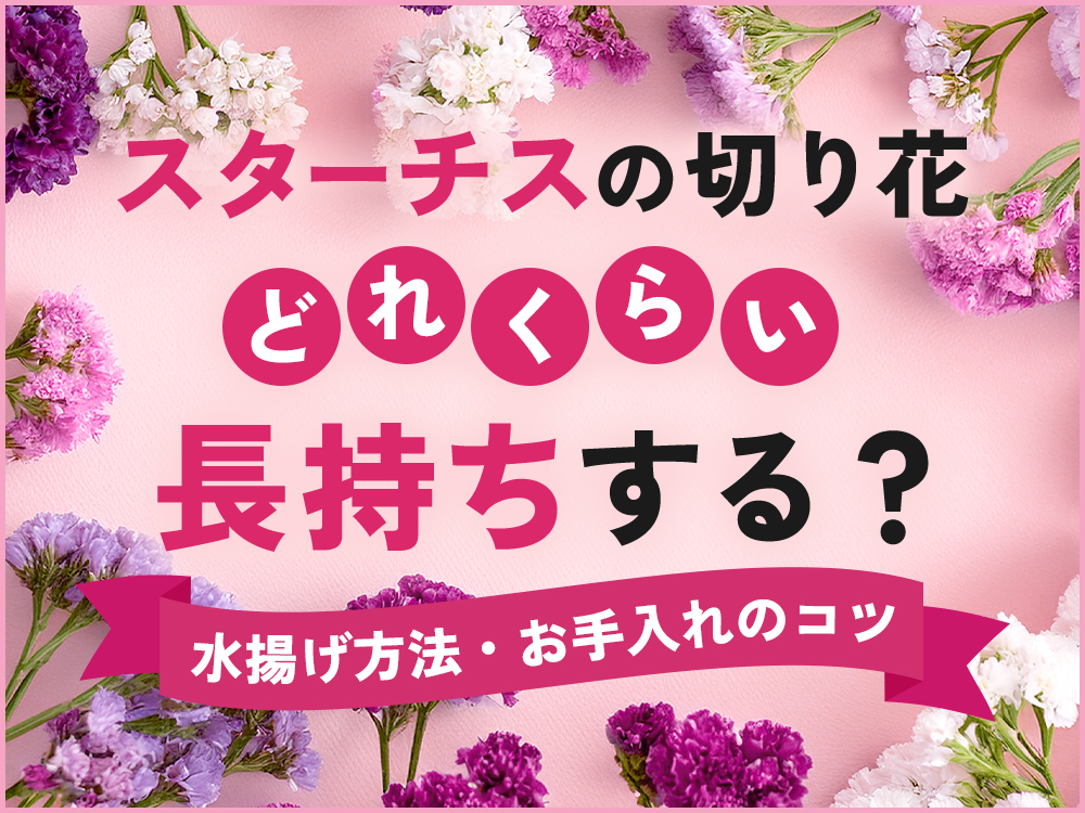 スターチスの切り花は長持ちする？日持ちさせる水揚げ方法・お手入れのコツ