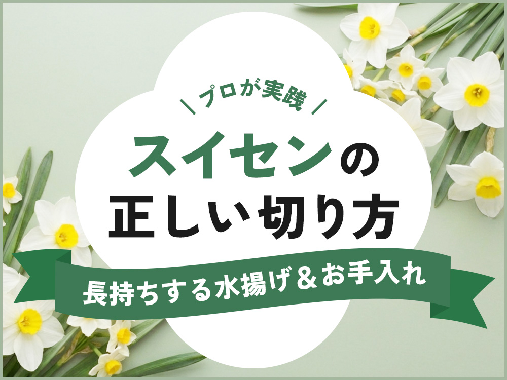 水仙の正しい切り方とは？長持ちする水揚げ・お手入れテクニック