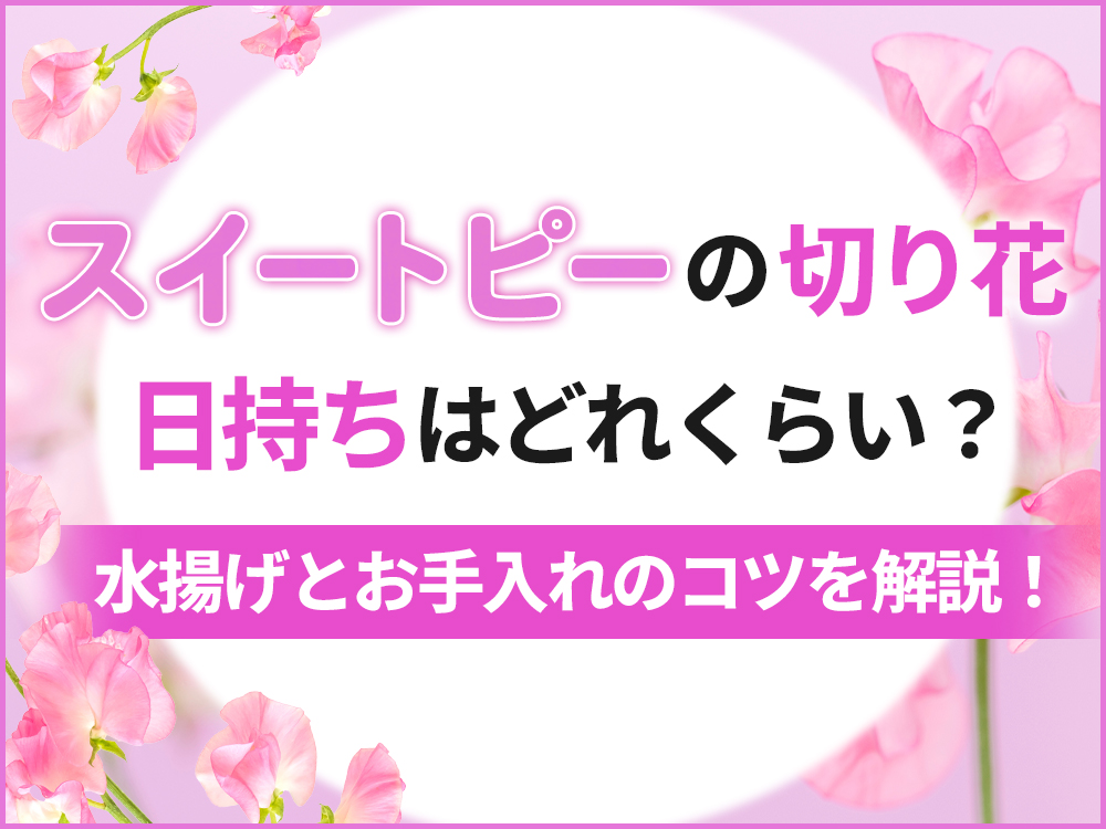 スイートピーの切り花は日持ちする？長持ちさせる水揚げ・お手入れのコツを徹底解説！