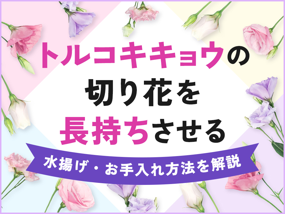 トルコキキョウの切り花を長持ちさせるには？日持ちする水揚げ・お手入れ方法を解説